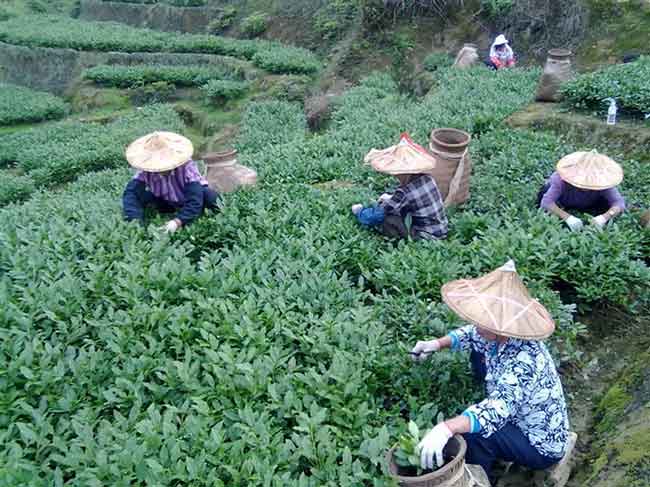 鐵觀音茶青一斤多少錢(qián)