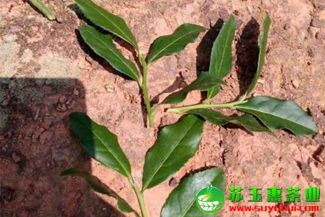 鐵觀音茶的采摘標(biāo)準(zhǔn)、方法 天氣對(duì)鐵觀音茶品質(zhì)有何影響
