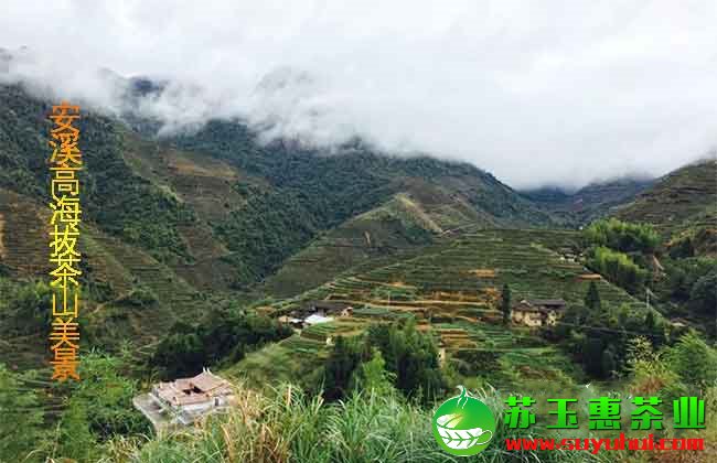 鐵觀音秋茶的產(chǎn)地收購價格是多少？毛茶與凈茶如何辨別
