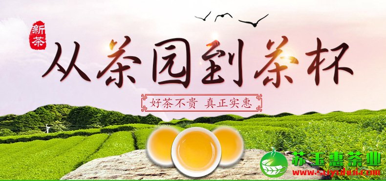 安溪鐵觀音春茶特級濃香型茶葉價格 小泡罐禮盒裝批發(fā)