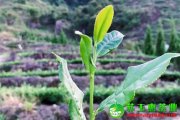 鐵觀音茶簡(jiǎn)單實(shí)用的存儲(chǔ)方法