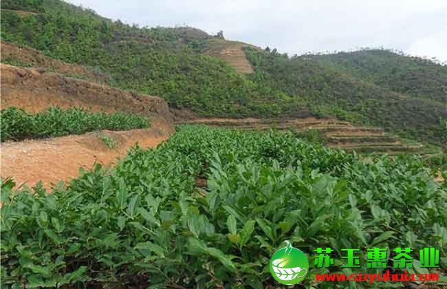 鐵觀音清香茶、濃香茶、碳培茶、正味茶、拖酸茶等制作工藝詳解