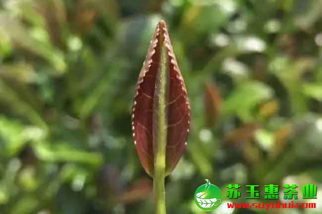鐵觀音原產(chǎn)地主產(chǎn)區(qū)在哪里？